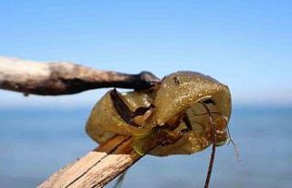 Yalova sahilinde istilacı yosun türü gözlemlendi