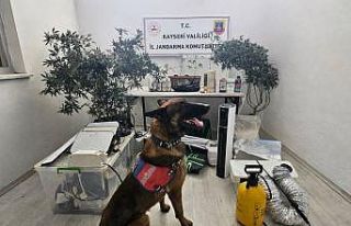 Yasadışı kenevir eken şahıs yakalandı