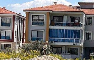 Yatağan’ı leylekler mesken tuttu
