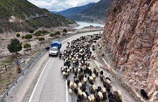 Yayla yolunda zorlu göçler başladı
