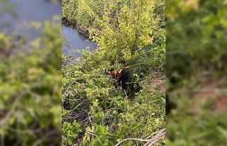 Yayladağı’nda gölete düşen büyükbaş hayvan...