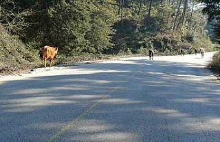 Yem fiyatları arttı, salma besicilik yeniden değer...
