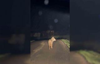 Yerleşim yerine inen kurt cep telefonu ile görüntülendi