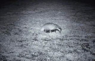 Yiyecek arayışındaki porsuk Ganos Dağları’nda...