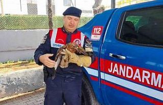 Yozgat’ta yaralı şahin koruma altına alındı