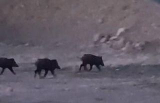 Yüksekova’da domuz sürüsü görüntülendi