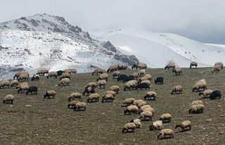 Yüksekova’da küçükbaş hayvanlar meraya çıktı