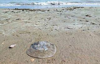 Yumurtalık sahilini denizanaları sardı