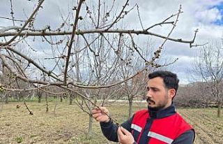 Zirai don olaylarına karşı meyve bahçelerinde...