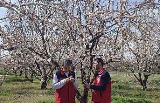 Zirai don uyarısı sonrası hasar tespit çalışması...