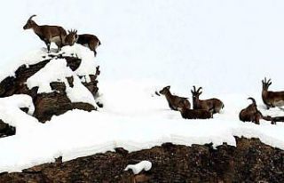 Zirvesi karla kaplı dağda gezinen dağ keçileri...