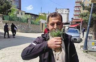 Zuzubak otu, köylüler için önemli bir gelir kapısı