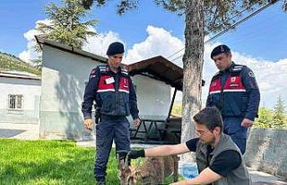 Ağın’da yaralı dağ keçisi koruma altına alındı