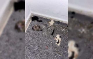 Başakşehir’de sitede kediler parçalanmış halde...
