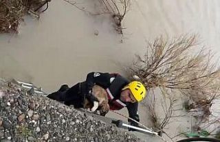 Batman Çayı’nda adacıkta mahsur kalan köpek...