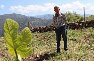 Ceviz ağaçları zirai dondan etkilenen ziraat mühendisi...