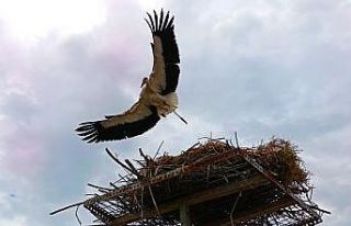 Elektrik telleri üzerine yuva yapan leylekler için,...