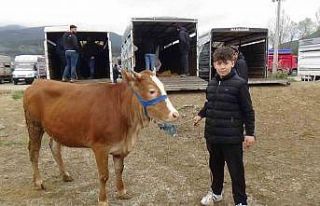 Hayvan pazarının en küçük celepçisi kurbanlık...