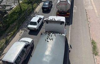 Kırmızı ışıkla birlikte kumruların ziyafeti...