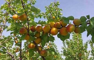 Mersin’de kayısı hasadı başladı, üretici verimden...
