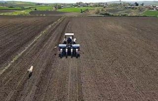 Tekirdağ’da ayçiçeği ekimi
