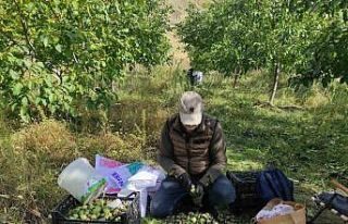 Sason’da ceviz hasadı başladı