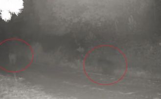 Ormanda yiyecek arayan anne ayı ve yavrusu fotokapanda