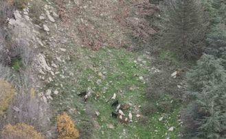 Osmaniye’de kaybolan 15 koyun dron ile bulundu