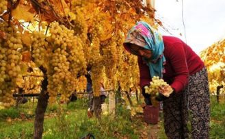 Üzüm hasadında sona yaklaşıldı