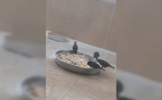 Adıyamanlılar sokak hayvanlarını unutmadı