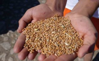 Bayburt’ta 2 bin 570 işletmeye 67 bin 294 çuval yem desteği verilecek