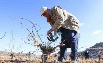 Mersin’de organik tarım desteğiyle üretim doğallaşıyor