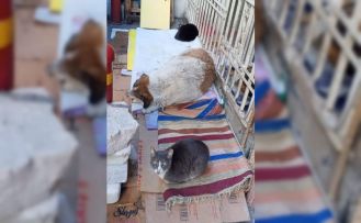 Soğuk hava kedi ve köpeği aynı yuvada buluşturdu