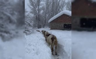 Tunceli’de kar kalınlığı 1,5 metreyi aştı: İnekler karda kayboldu