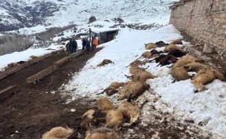 Erzincan’da yemden zehirlendikleri düşünülen 80 koyun telef oldu