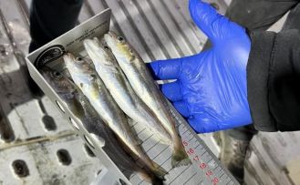 Kırklareli’nde su ürünleri nakil araçlarına sıkı denetim