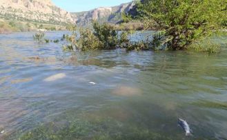 Dicle Nehri’nde balık ölümleri tedirgin etti