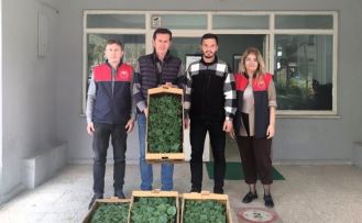 Lüleburgaz’da çiftçiye hıyar fidesi dağıtıldı