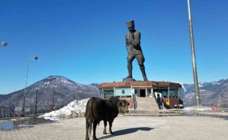 Boğasını güreşlere hazırlıyor