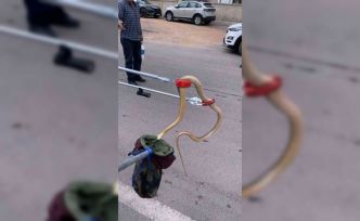 Gümüşhane’de ayılardan sonra yılanlar da şehir merkezine indi, 2 metrelik yılan yakalandı