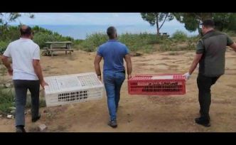 Yalova Esenköy’de 100 kınalı keklik doğaya salındı