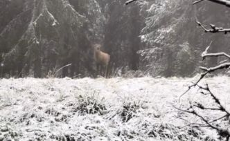 Bolu ormanlarında kızılgeyiğin böğürme anları kameraya yansıdı