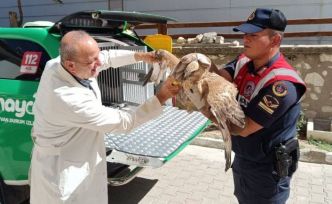 Karaman’da yaralı bulunan kızıl şahin koruma altına alındı