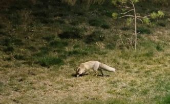 Bitlis sokaklarında tilkiler görüntülendi