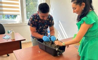 Kedi ve köpeklerin kimliklendirilmesi için son tarih 31 Aralık