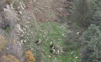 Osmaniye’de kaybolan 15 koyun dron ile bulundu