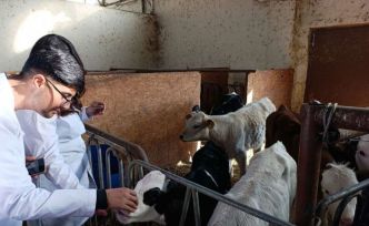 Üniversite öğrencileri Van’da sertifikalı sığır yetiştiriciliği eğitimine katıldı