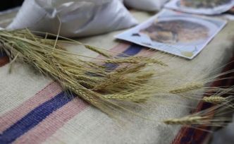 Bölgenin değeri: Ardahan Kavılcası