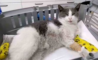 Bolu’da otomobilin çarptığı kedi, tedavi için İstanbul’a sevk edildi