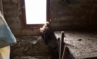 Bolu’da yaralı şahin koruma altına alındı